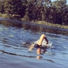Bild från Skogssjön av @tolla81 - #skogssjön #ingamaneter #intothewoods  @oddmolly #swedishsummer #crawl