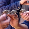 Dessa söta unga pungmesar ringmärktes precis vid Getteröns fågelstation. Och tack vare att ringmärkaren Margareta sa till så snällt, kunde alla naturumbesökare gå ner till Getteröns fågelstation och beundra dem. Undrar var boet kan var som de kläcktes i? 
