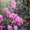 Godmorgon världen!
#smaklycka#njutavlivet#hejystad#Shareystad#skåneimitthjärta#svarte#summerinsweden#flower#rosor#morgon#sommarmorgon#sommarblommor#6augusti2015