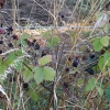 Björnbär

Blackberries