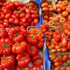 Olika sorters fina tomater