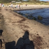 Bild från Steninge strand av @steninge2013 - Kvällsaktititeter på stranden , bad så klart och picknick - sommarkänsla ☀️