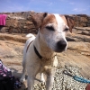 Bild av @sjohaxan - Han älskar att bada! #lovestoswim #jackrussell #beachdog