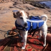Bild av @sjohaxan - Mycket nöjd badare. #satisfied #beachdog #lifejacket #stonelake #jackrussell  #allaskabada @ramonadahlberg @erikbenet