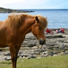 Islandshäst och fiskare i Stensjönaturreservat
