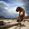 Bild från Glassvik Beach av @vonhanno - #theo #boxerdog #clouds #beach #iphone