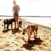 Bild från Storsand av @theelibeth - Solig dag på stranden! 
#dogsoninstagram #amstaff #staffe #amstaffmix #blåamstaff #olddogs #sola #bikini #beach #sweden