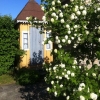 Strålande sol och lätta sommarmoln över en blommande Snöbollsbuske, framför dasset med wc.....
