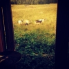 backyard visitors #sörbodarna #getter #fäbod