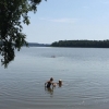 Bild från Sövdesjön av @sthompers - Avkylning av hund. 
#hundbad #sövde #värmebölja