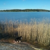 Bild från Vallentunasjön av @mickesoderstrom - Promenad med hundarna längs Vallentunasjön.