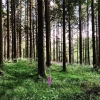 Bild från Västersjön av @mskatejayne - Feeling pretty badass today since I did yoga (even a handstand!) and went for a 5-mile run after slicing off part of my right index fingertip last night #horror #somuchblood #afternoonrun #running #wildflowers #fores