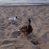 Bild från Playa Del Vätterstranden av @tanjastenbro - Anka och duva i sikte #jönköping #vätterstranden #anka #and #fågel #mat #duva #bläh