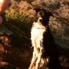 Bild från Ärlången av @rohlinlindstrom - Låter hunden & barnen ta ett kvällsbad! #bada #grebo #hund #sommar #värme #sjö