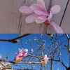 Magnoliaträdet på innergården i slutet av april