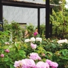 Rosavdelningen har fått ”nytt liv” genom all blomning som rosorna nu så generöst bjuder på! Se mer här: http://zetas.se/rostid-pa-zetas/

Nu vill vi veta; vilken är din favoritros?