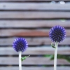 Anspråkslösa skönheter i blom! Se mer här: http://zetas.se/det-blommar-i-tradgarden/
