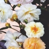 Vi rundar av veckan med att fresta er med ännu mer rosor;  Ghislaine de Féligonde är ännu en pärla som blommar just nu.

Se mer rosbilder här: http://zetas.se/rosor-2/