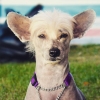 Bild från Rosenlunds Camping av @lwordish - This is Ludvig, a friend's Chinese naked dog that she rescued (his last owners abused him). #dog #doggie #chinesenakeddog #hund #husdjur #pet #petoftheday #dogoftheday #ludvigthedog #sverige #sweden #jkpg #jonko