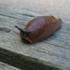 Bild från Liseberg Askim Strand Camping av @mikkotlr - Hello, yes I'm a snail. #instanature #nature #snail #sweden #sverige #göteborg #camping