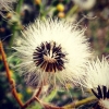 Bild från Öland. av @jazzandi - #seeds #nature #flowers #summer #camping #sweden #oneplusone