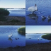 Bild från Sturkö Camping av @renate_elena - #sturkö #camping #svanar #bebisar
