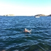 Bild från Wiggersviks Camping av @simonsebastianl - Swimming in the ocean! 