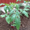 Tomatplantorna i uterummet