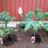 Tomatplantorna har fått små gula blommor
