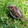 Bild från Trollhättans Camping Hjulkvarnelund av @jjooddeenn - #lovelife#little#bird#älskarlivet#liten#fågel#the#water#falls#day# vattenfallen#dagar