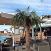 Bild från Poolbaren av @josseforsmark - #palm #Öland #campingen