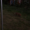 Bild av @amandabergmark - Våran nys campingvän Harry!