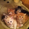 kattungar