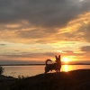 Min hund vid solnedgången 180730 på campingen