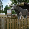 Ursands berömda älg. I bakgrunden kan man skymta vår 