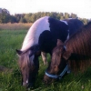 Ponnyridning på lördag 18/7 kl 11-12. Barn mellan 2-8 år kan få åka en tur på Betty eller Esther. Det kostar 40 kr/tur och det är bra om en förälder eller någon annan går med runt. Samling nere vid tältet på grönområdet. Välkomna!