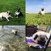 Bild av @a.puglife - New friends, lots of running and swimming and some sleeping, loves summer! #puglife #pugsofinstagram