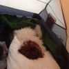 Bild från Frösö Camping & Stugby av @annacatarinalehto - Heter man Nelson är det lyxigt att campa! #lagottovalp #camping #frösön