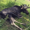 Bild av @happyrinii - Älg 