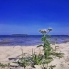 Bild från Piteå Havsbad Camping av @stjote - #strand #strandblomst #strandflowers #landscape #Landschaft #macro #seascapephotography #Piteå #piteåhavsbad