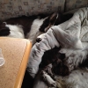 Bild från Borgaruddens Camping av @monicakron1 - 2 hundar och ett täcke i en husvagn en regnig dag #hslizzy  #hsflamsan  #camping #ess #dog #rain #sleep