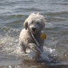 Bild av @labradoodlelife - Today it's sun and bath time 