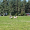Hästridning