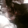 Bild av @knasboll1964 - Wilma myser i husvagnen!
