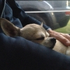Bild från Möllstorps Camping Öland av @kristoferknutsson - Sorken har somnat, inte konstigt efter två friska dopp i havet idag #hundsim #chihuahua #Ludsson