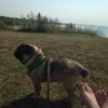 Bild från Möllstorps Camping Öland av @instbenita - Möllstorps hundbad. Helt ok! Betyg 4 av 5