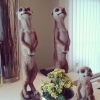 Parken Zoo Camping & Stugby finns på Instagram! Följ oss på @parkenzoocamping