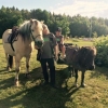 Varje torsdag kl 18.00 kommer Pysen och Zorro från Stenby Gård till campingen! Biljetter för ponnyridning/åk finns att köpa i receptionen. Välkomna!