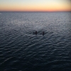 Bild från Barsebäcks Strand av @johannaaxerup - Magiskt vacker simtur! #kvällsdopp #solnedgång #nofilter