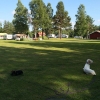 Bild från Sifferbo Camping av @gabbiriben - Helt slut efter en dag på dagis 